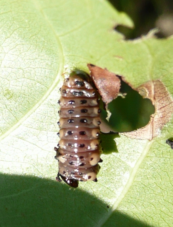 id chrysomelidae con larva (Chrysomela populi?)